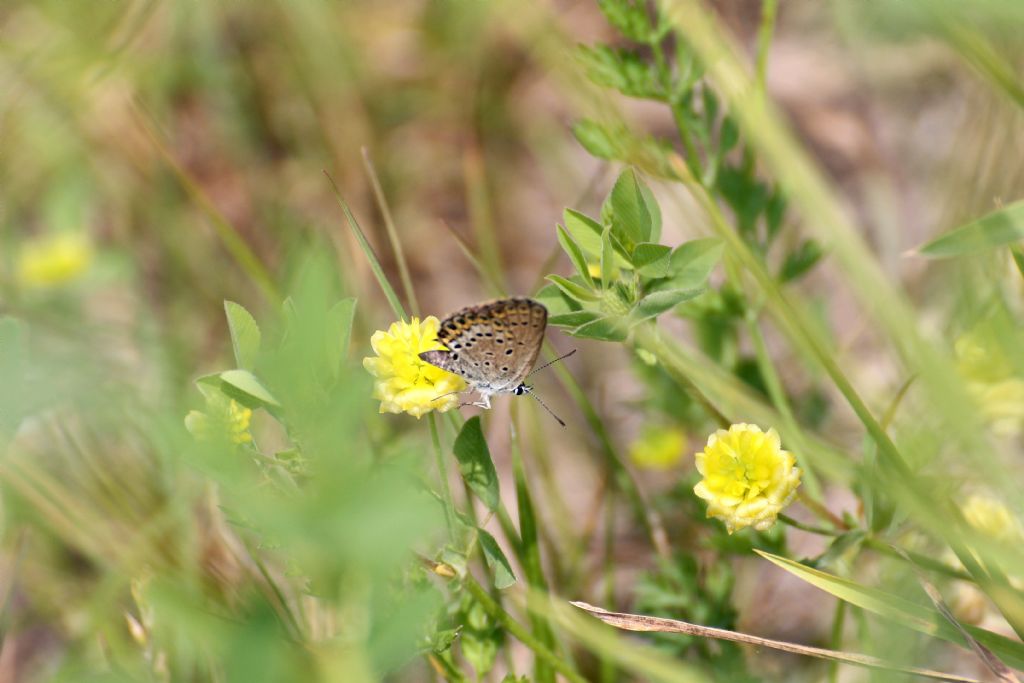 Plebejus ... ?